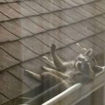 Neighbourhood Activity… (25 Photos) 18