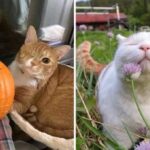 I Believe in Cat Saturday 8