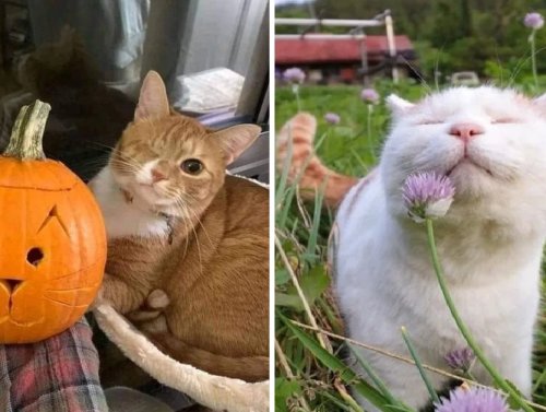 I Believe in Cat Saturday 1