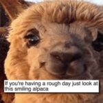 Happy Wholesome Memes Keep Me Going 28