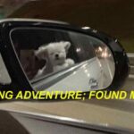 Seeking Adventure; Found Memes 5