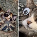 Saturdays Are Great… Caturdays Are Purrfect! 14