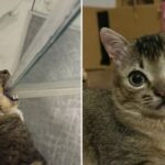 Don’t You Ever Forget About Cat Saturday 3