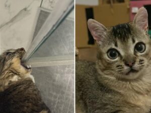 Don’t You Ever Forget About Cat Saturday 19