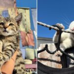 Cat Saturday Never Stops 31