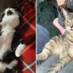 Cat Saturday Is Here, so Let’s Party 27