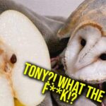 Pareidolia: The Art of Seeing ‘Things’ in Objects 19