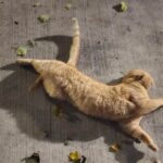 Cat Saturday Can’t Be Stopped! 27