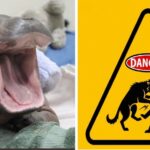 The Cutest Creatures That Could 100% End You 3