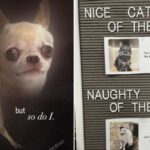 Animal Memes for When Your Brain Is Operating on 0% Battery 12