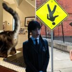 Whoa Nelly, It’s WTF Wednesday! 13