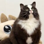 Where’s My Allergy Pill? It’s Cat Saturday 25