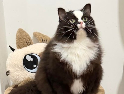 Where’s My Allergy Pill? It’s Cat Saturday 1