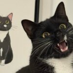 Welcome to Cat Saturday: Where Chaos Has Whiskers 29