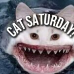 Saturday’s Are for the Caaaaaats 27