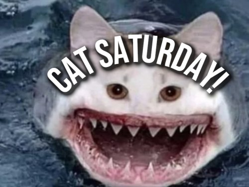 Saturday’s Are for the Caaaaaats 1