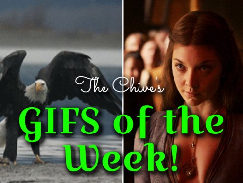 GIFs that kept GIF-ing all damn week 1